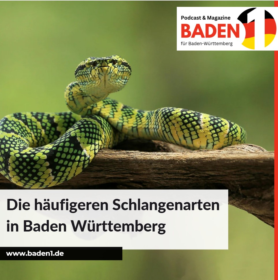 Die häufigeren Schlangenarten in Baden Württemberg