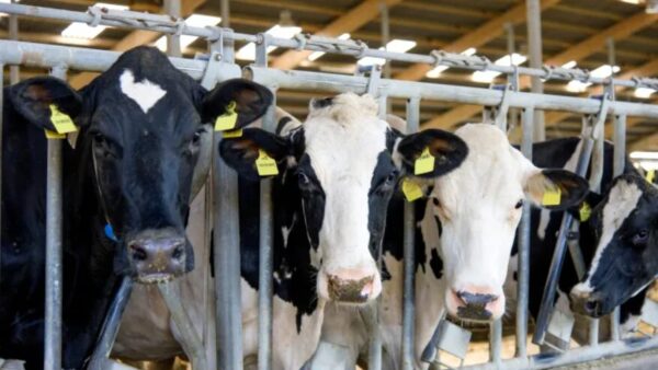 IQexpert KI im Kuhstall