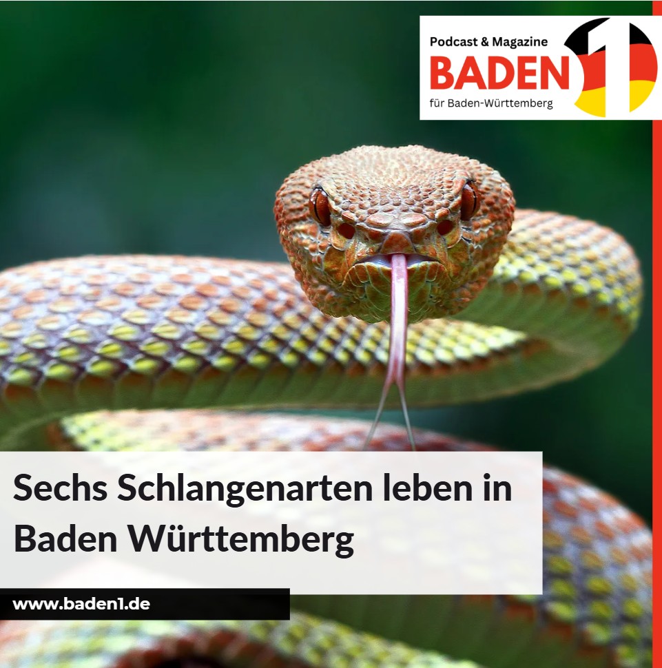 Sechs Schlangenarten leben in Baden Württemberg