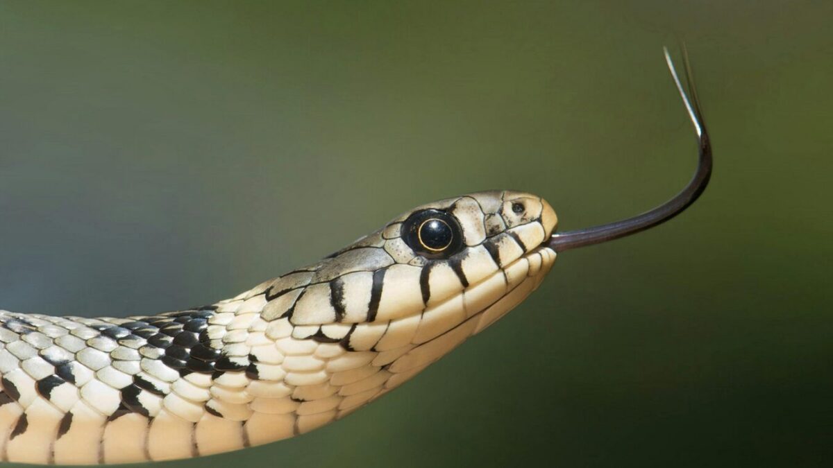 schlangen in baden württemberg