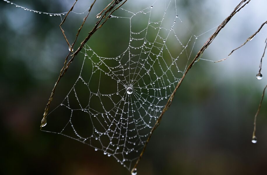 spinnen baden württemberg