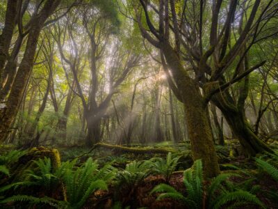 Alexander Hassenstein