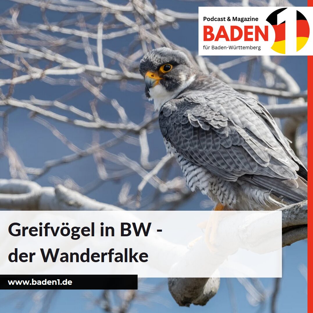 Greifvögel in BW - der Wanderfalke