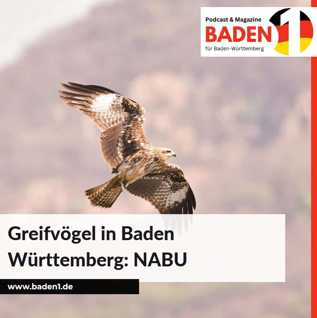 Greifvögel in Baden Württemberg: NABU