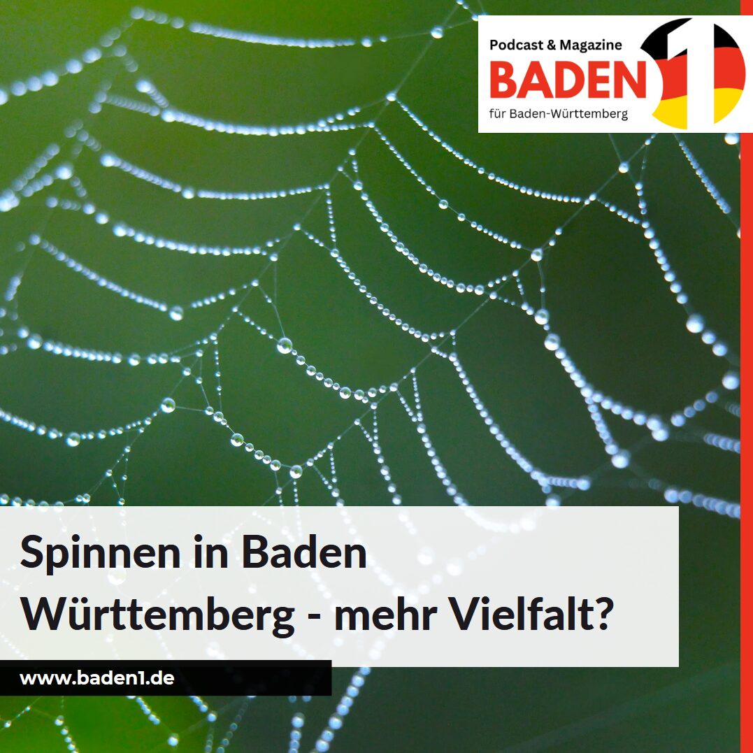 Spinnen in Baden-Württemberg – mehr Vielfalt