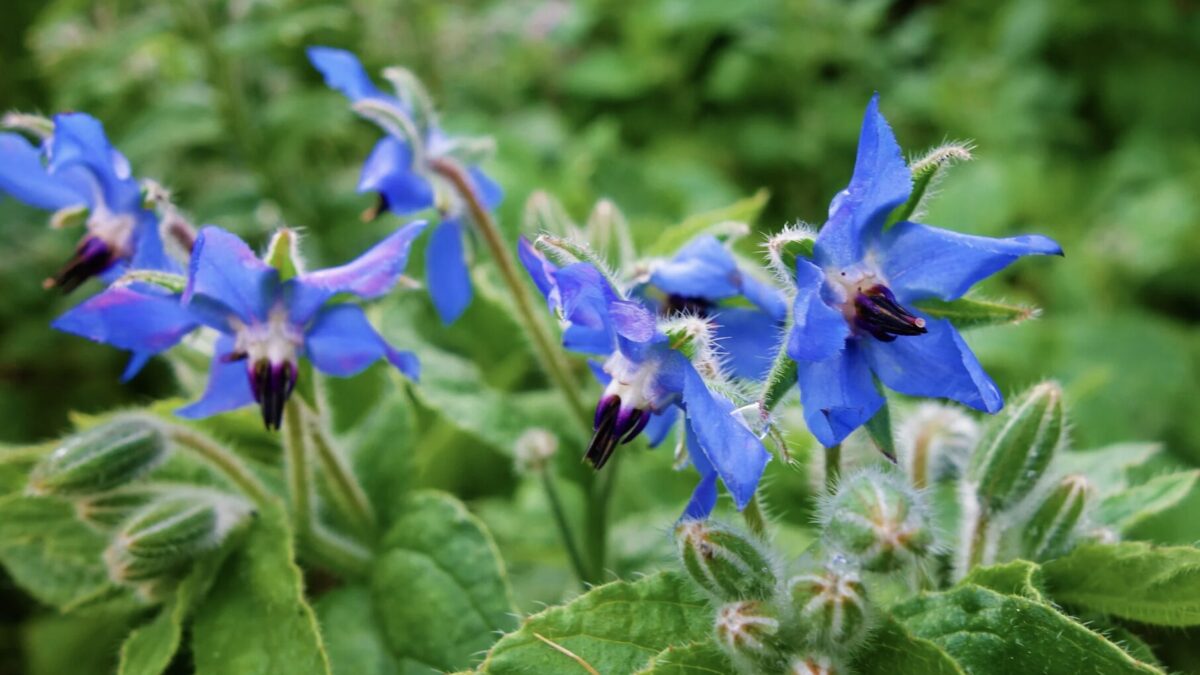 Borretsch Heilwirkung