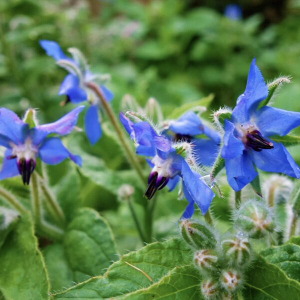 Borretsch Heilwirkung