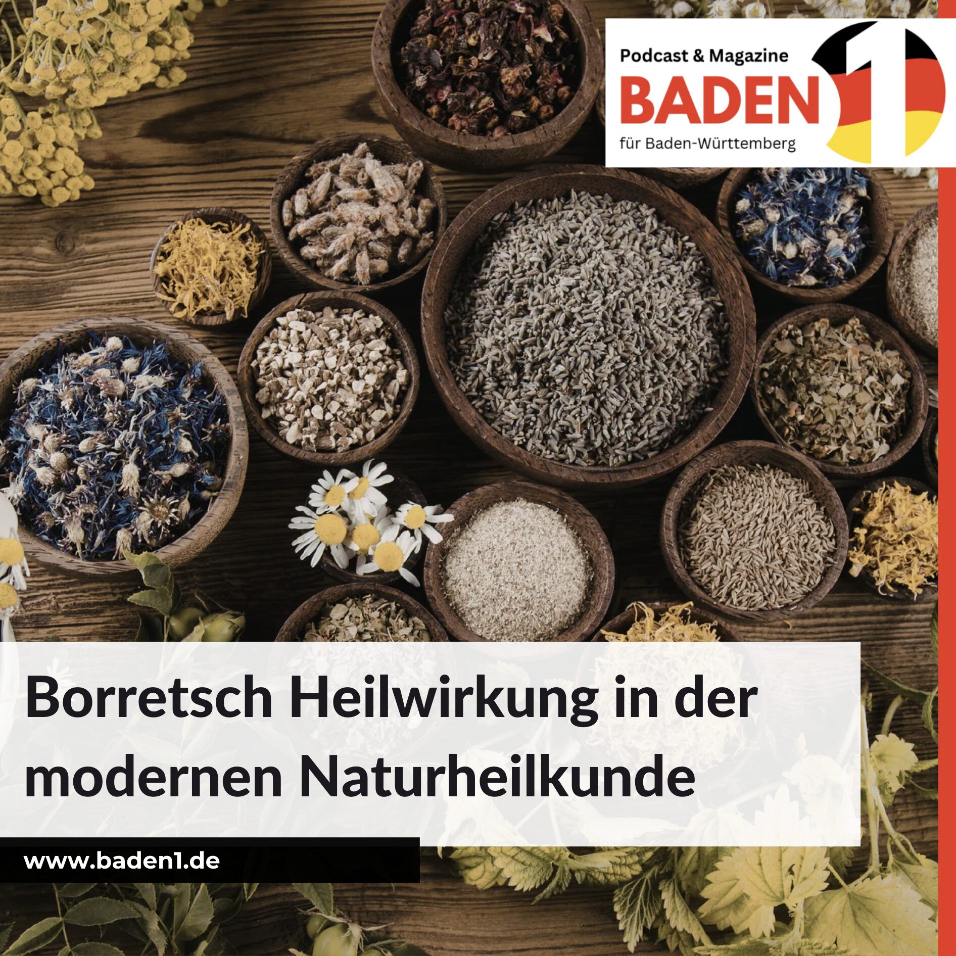 Borretsch Heilwirkung in der modernen Naturheilkunde