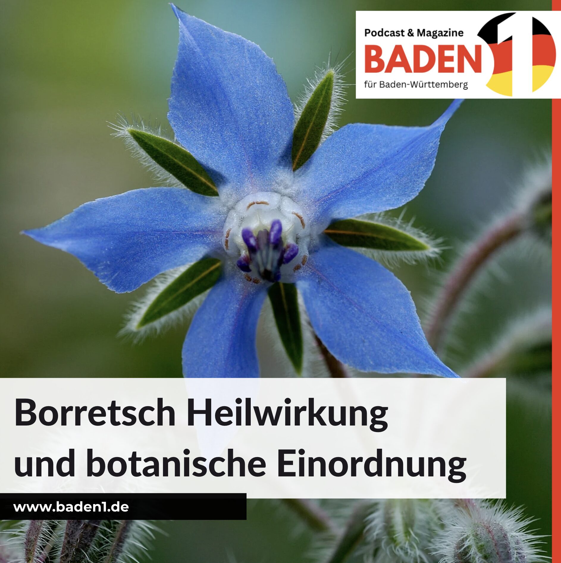 Borretsch Heilwirkung und botanische Einordnung