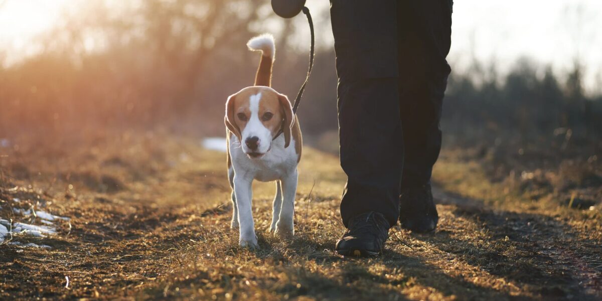 Müssen Bürgergeld Empfänger Hundesteuer zahlen