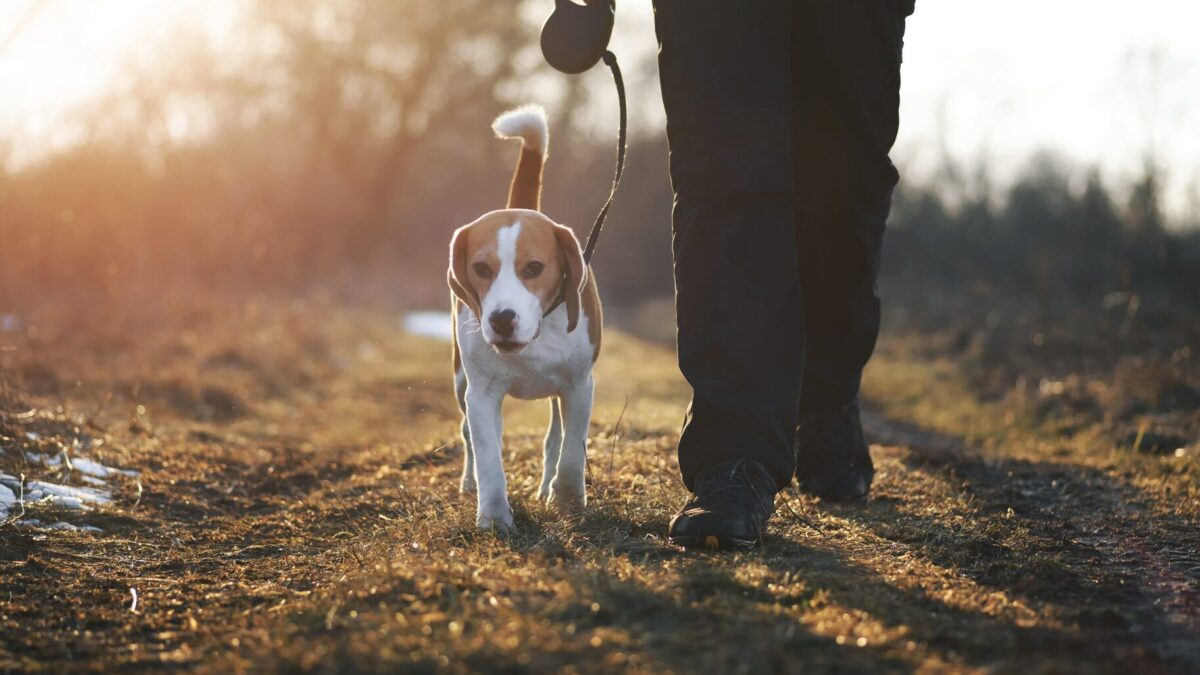 Müssen Bürgergeld Empfänger Hundesteuer zahlen
