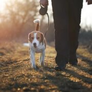 Müssen Bürgergeld Empfänger Hundesteuer zahlen