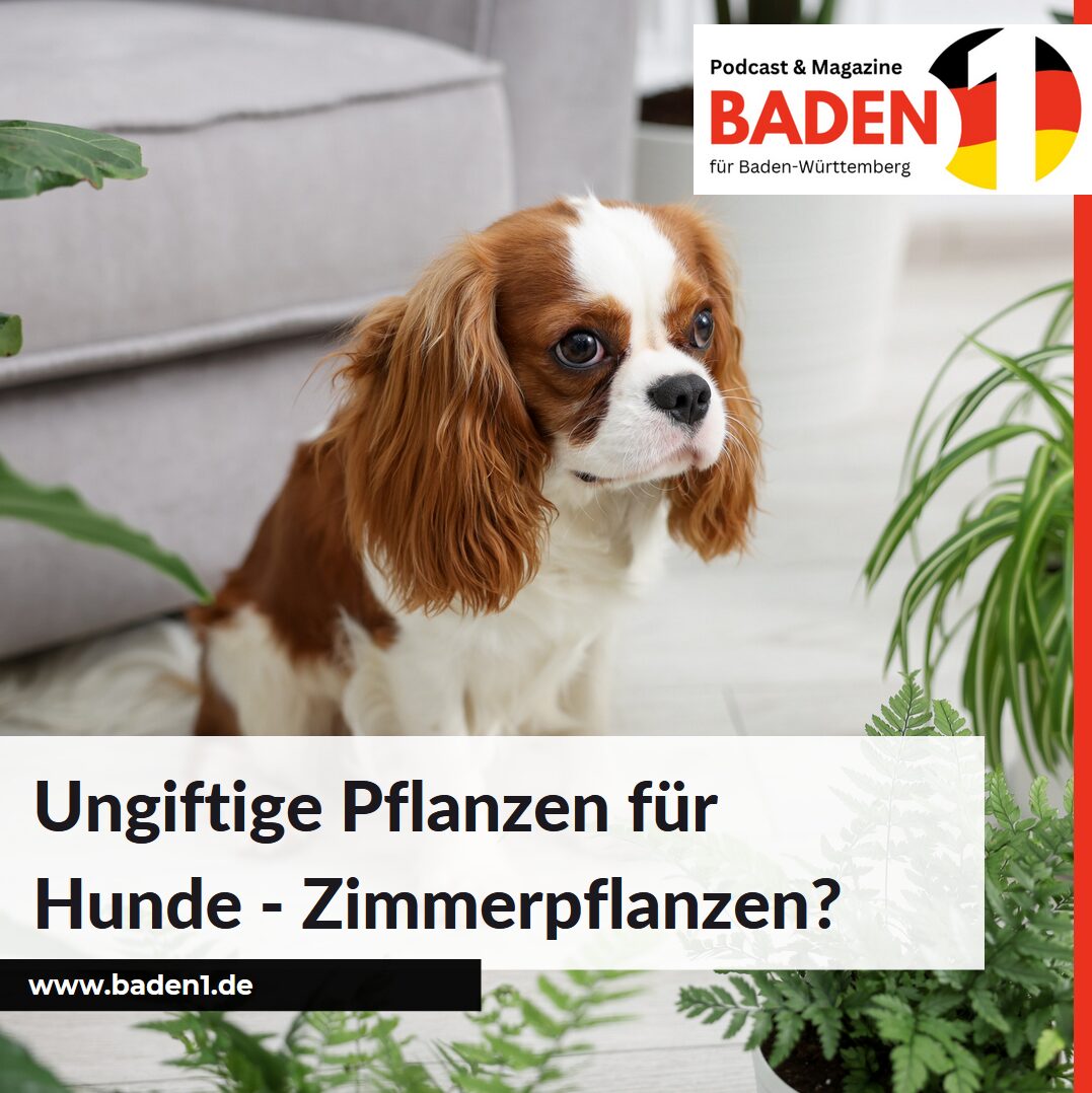 Ungiftige Pflanzen für Hunde - Zimmerpflanzen? 