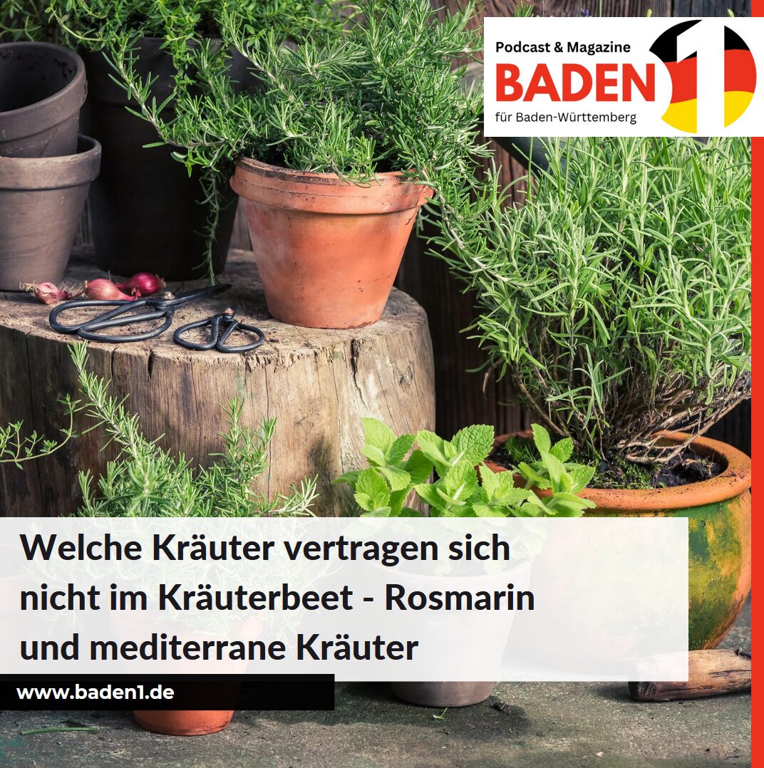 Welche Kräuter vertragen sich nicht im Kräuterbeet - Rosmarin, Thymian und mediterrane Kräuter