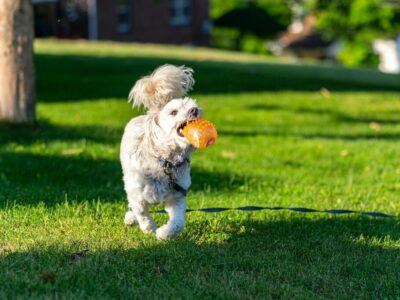ungiftige pflanzen für hunde