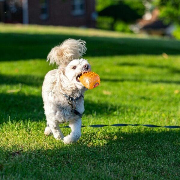 ungiftige pflanzen für hunde