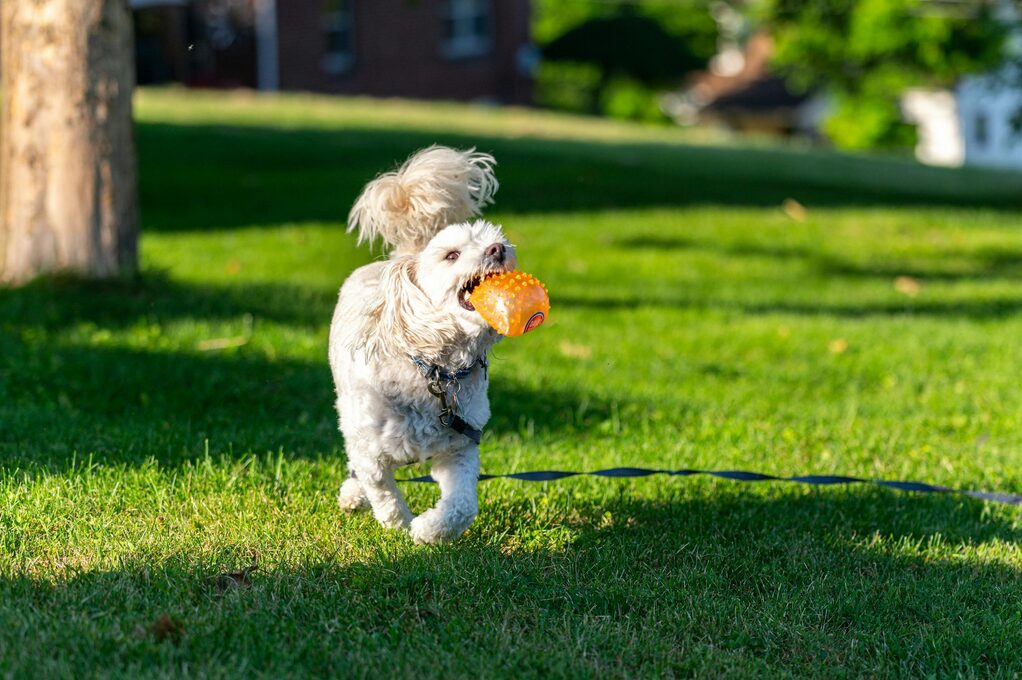 ungiftige pflanzen für hunde