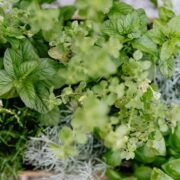 welche kräuter vertragen sich nicht