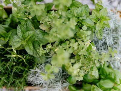 welche kräuter vertragen sich nicht