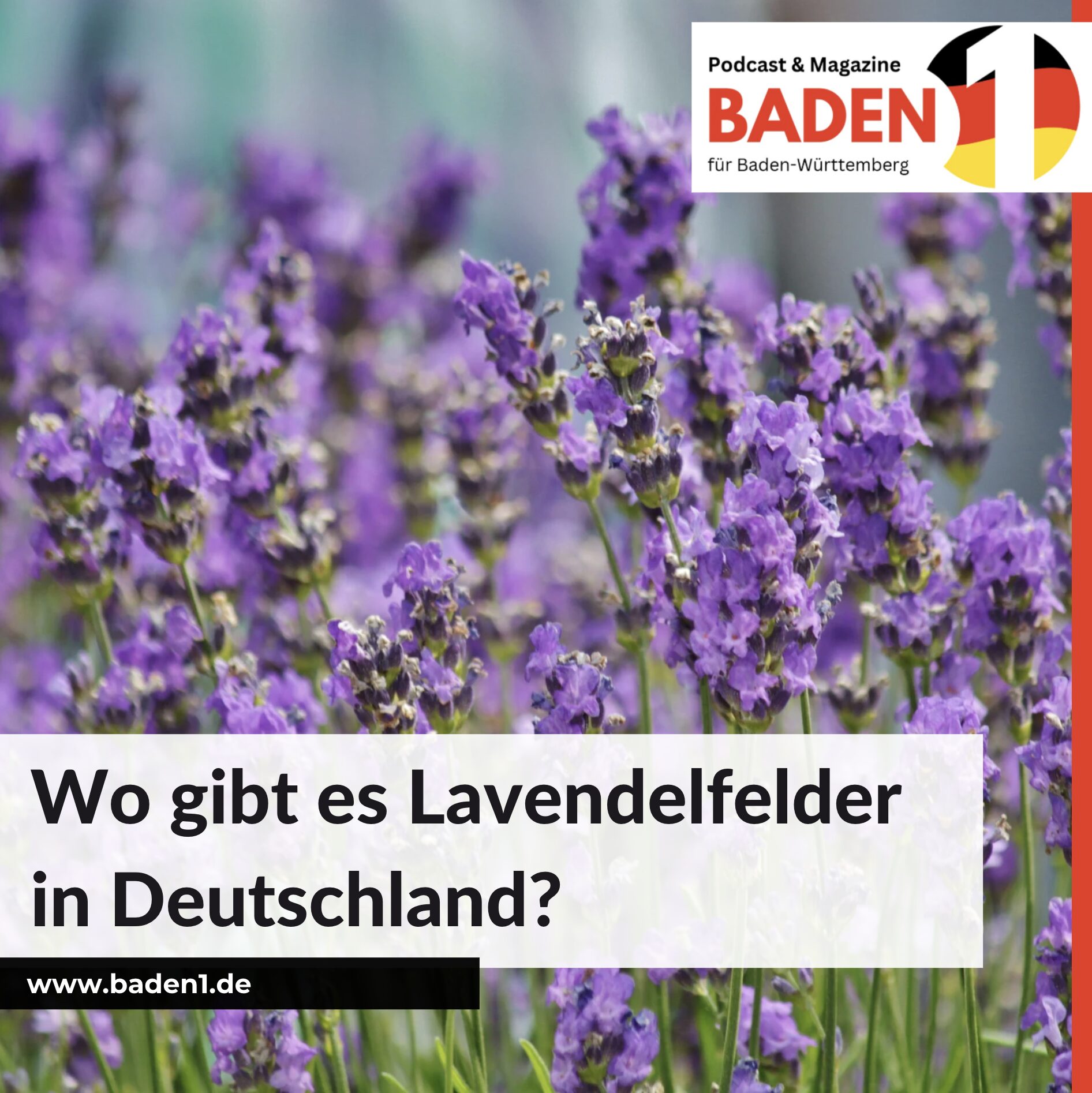 Wo gibt es Lavendelfelder in Deutschland? Bekannte Orte und besondere Anlagen