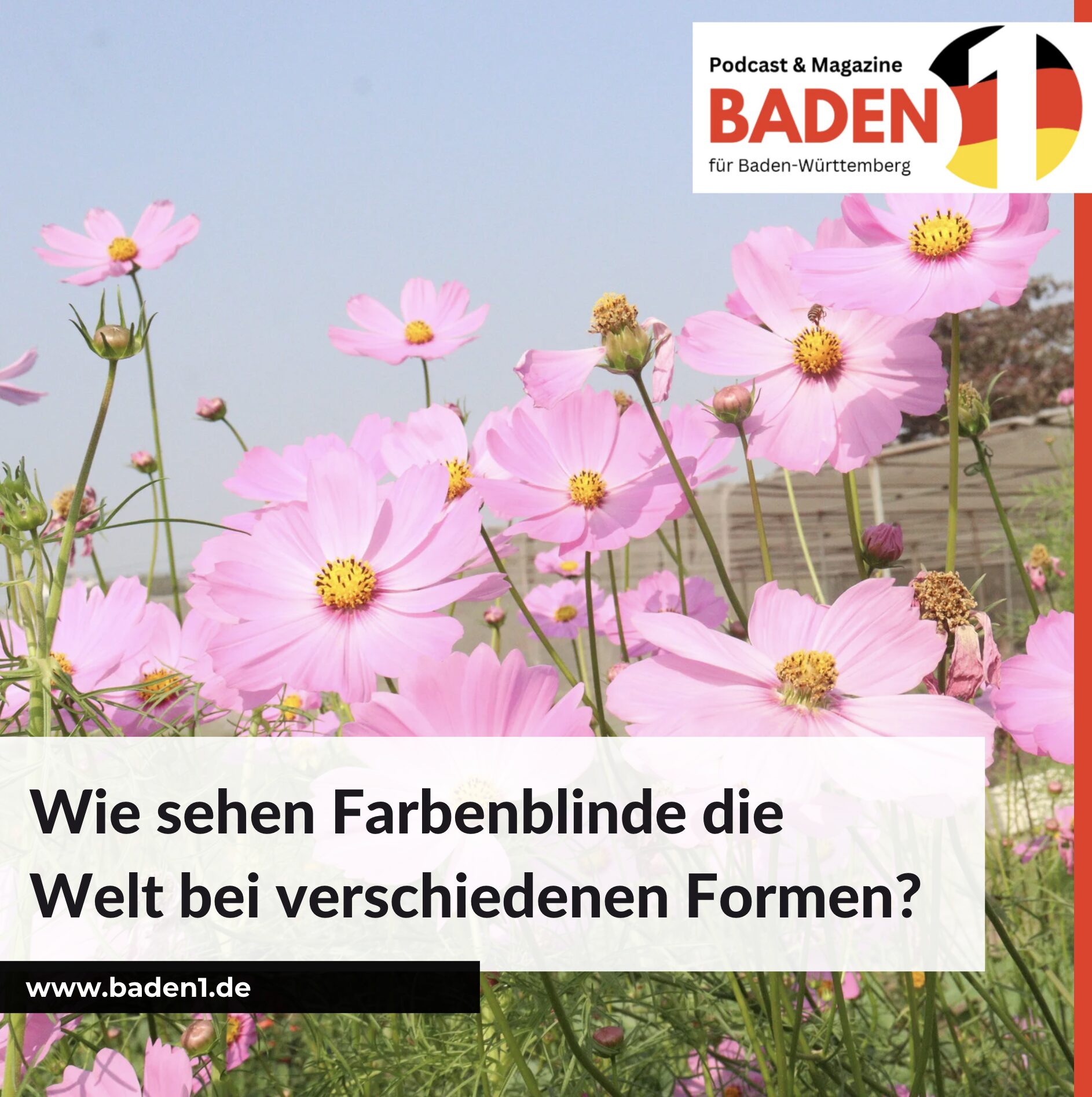 Wie sehen Farbenblinde die Welt bei verschiedenen Formen?