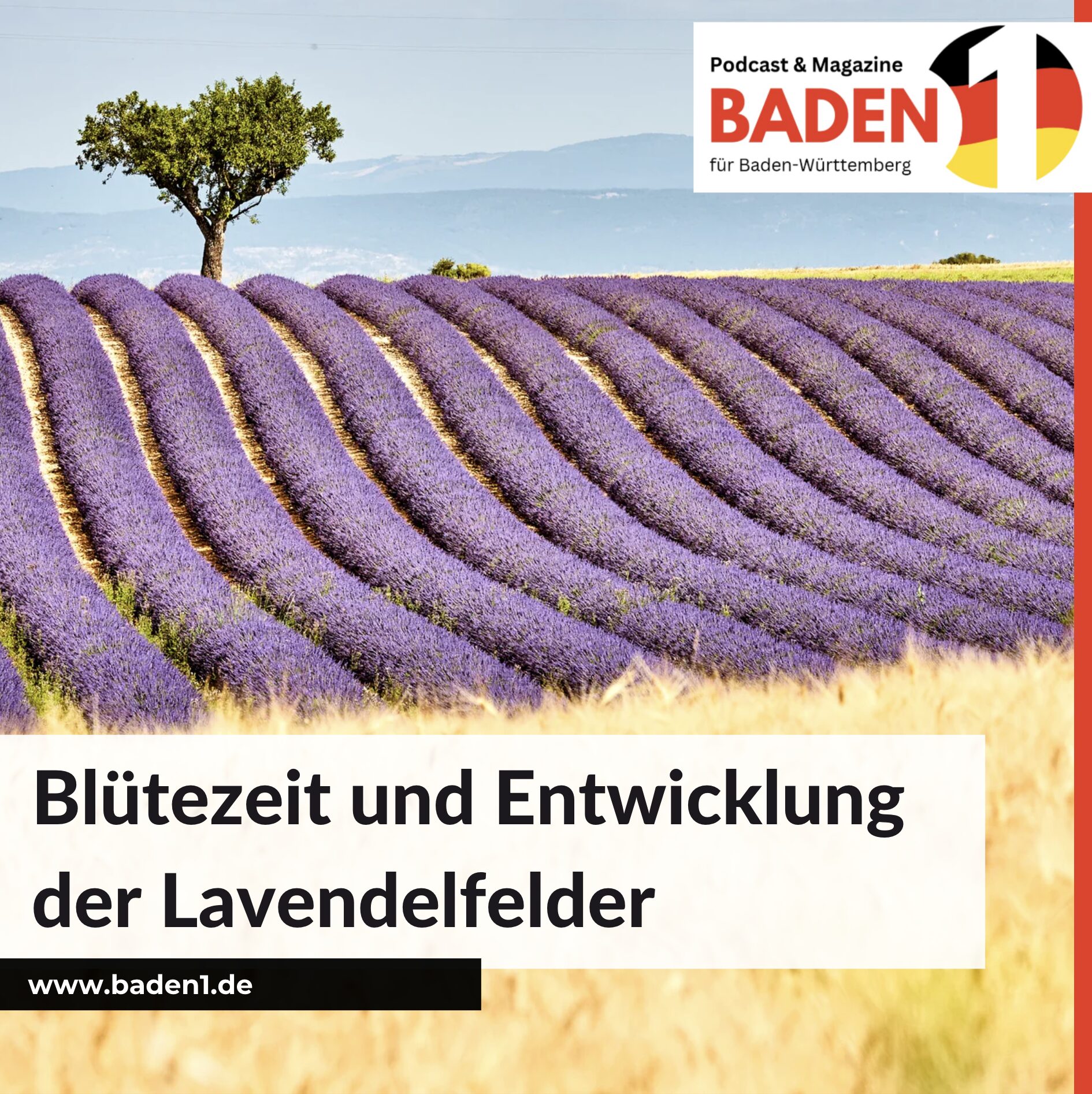 Wo gibt es Lavendelfelder in Deutschland? Blütezeit und Entwicklung der Lavendelfelder