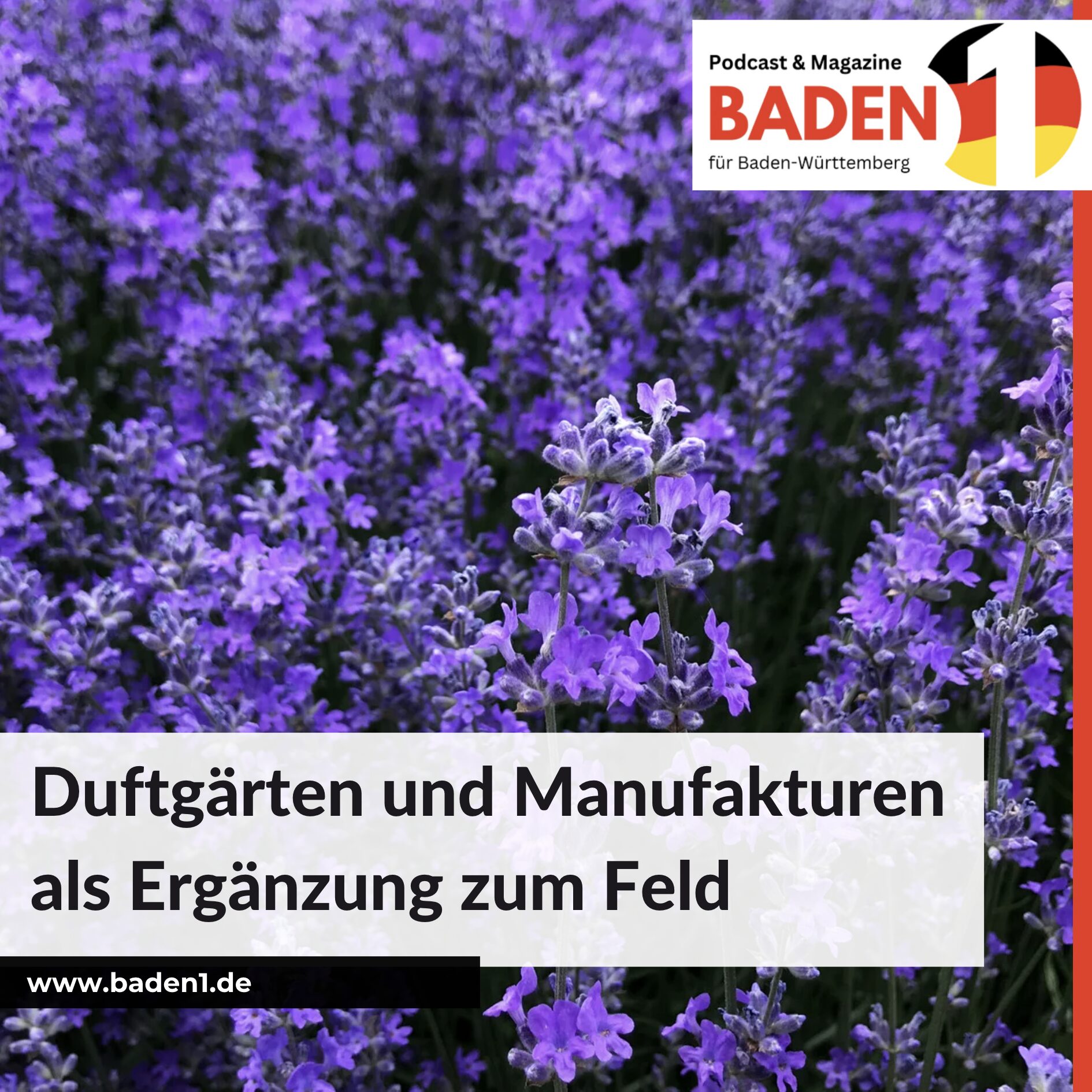 Wo gibt es Lavendelfelder in Deutschland? Duftgärten und Manufakturen als Ergänzung zum Feld