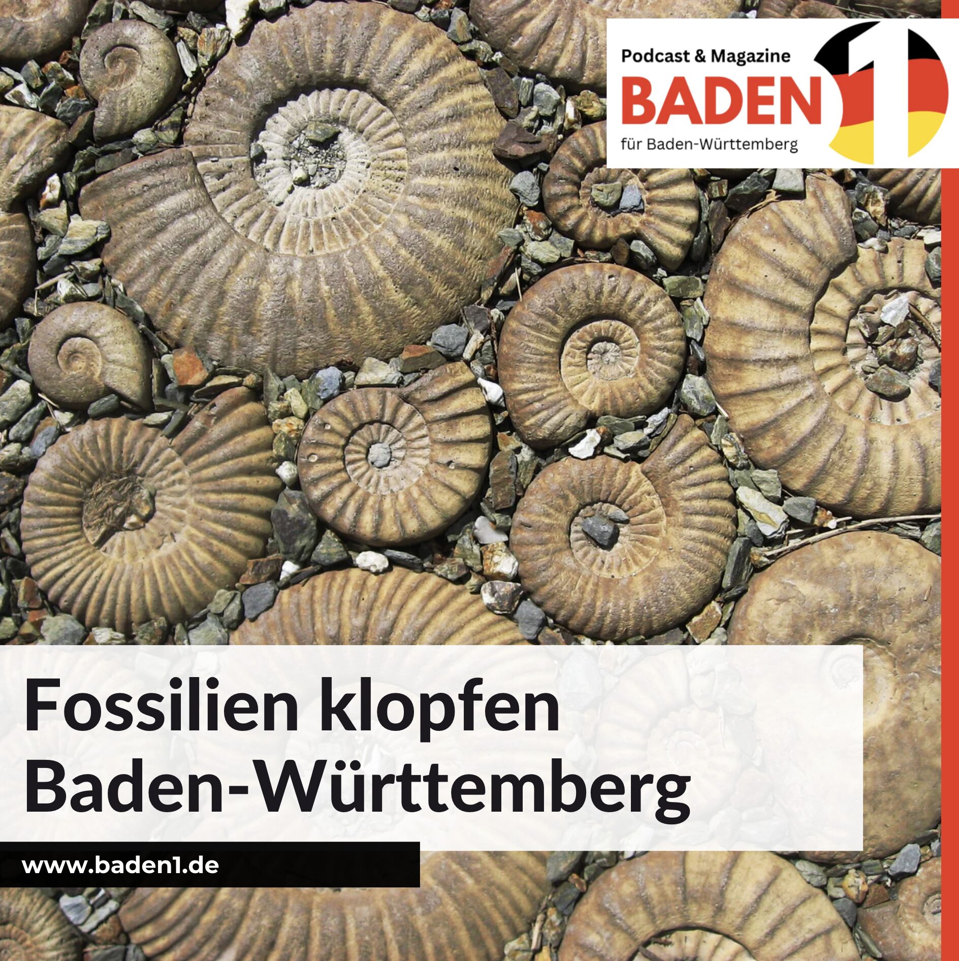 Fossilien klopfen Baden-Württemberg Fossilien klopfen Baden-Württemberg