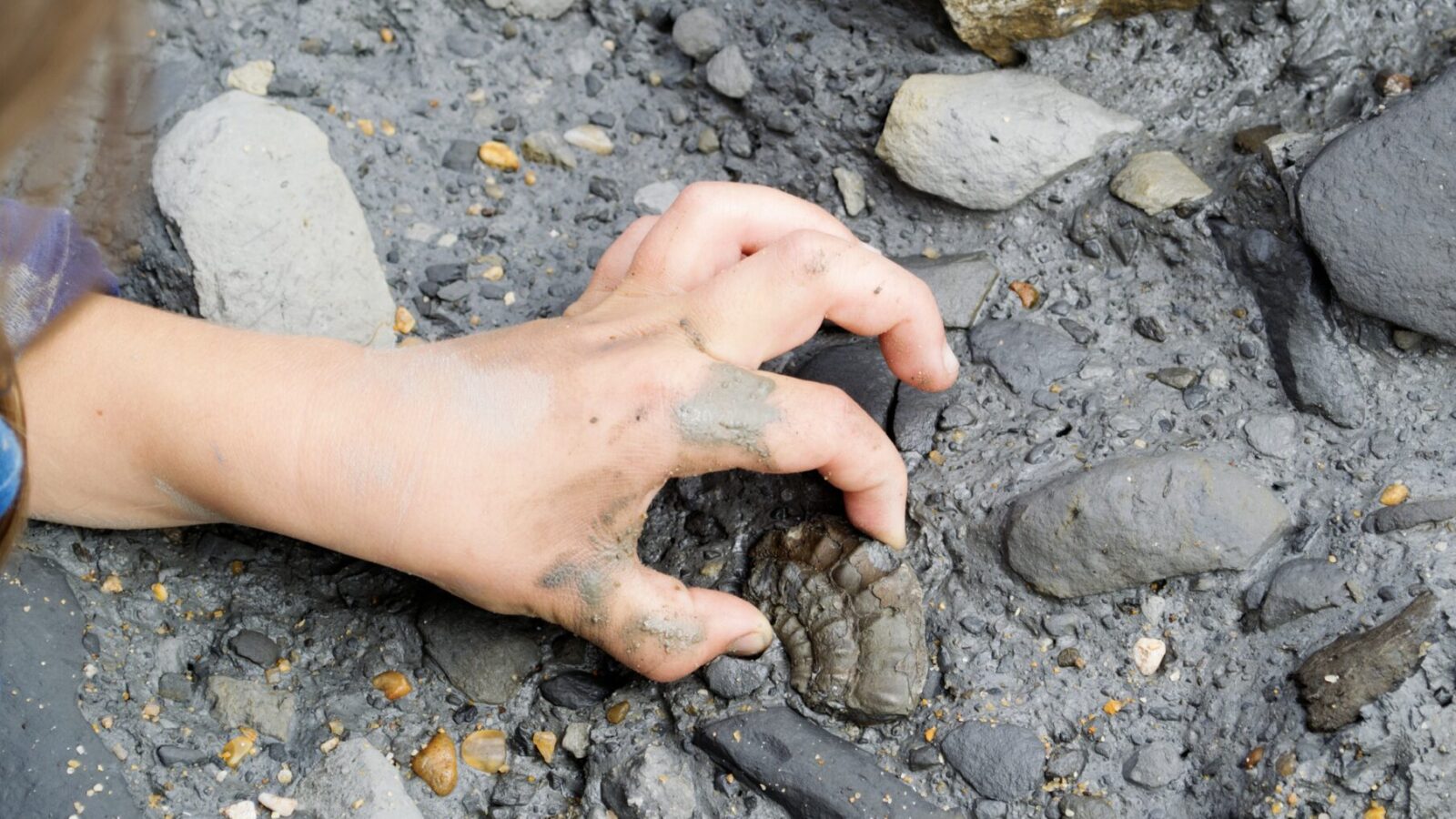 Fossilien suchen in Baden-Württemberg