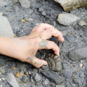 Fossilien suchen in Baden-Württemberg