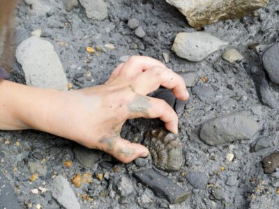 Fossilien suchen in Baden-Württemberg