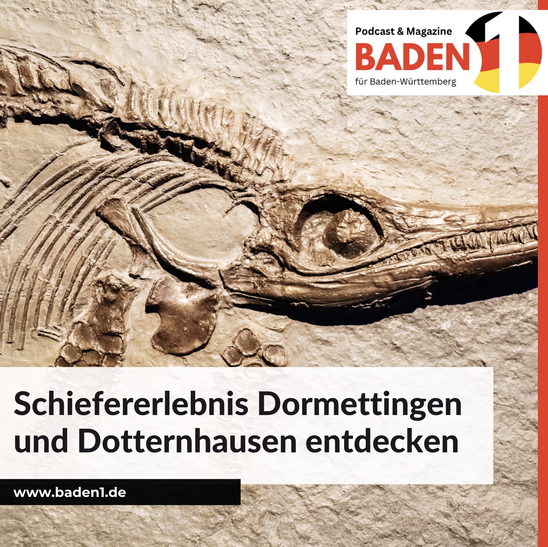 Fossilien suchen in Baden-Württemberg: Schiefererlebnis Dormettingen und Dotternhausen entdecken Fossilien suchen in Baden-Württemberg: Schiefererlebnis Dormettingen und Dotternhausen entdecken
