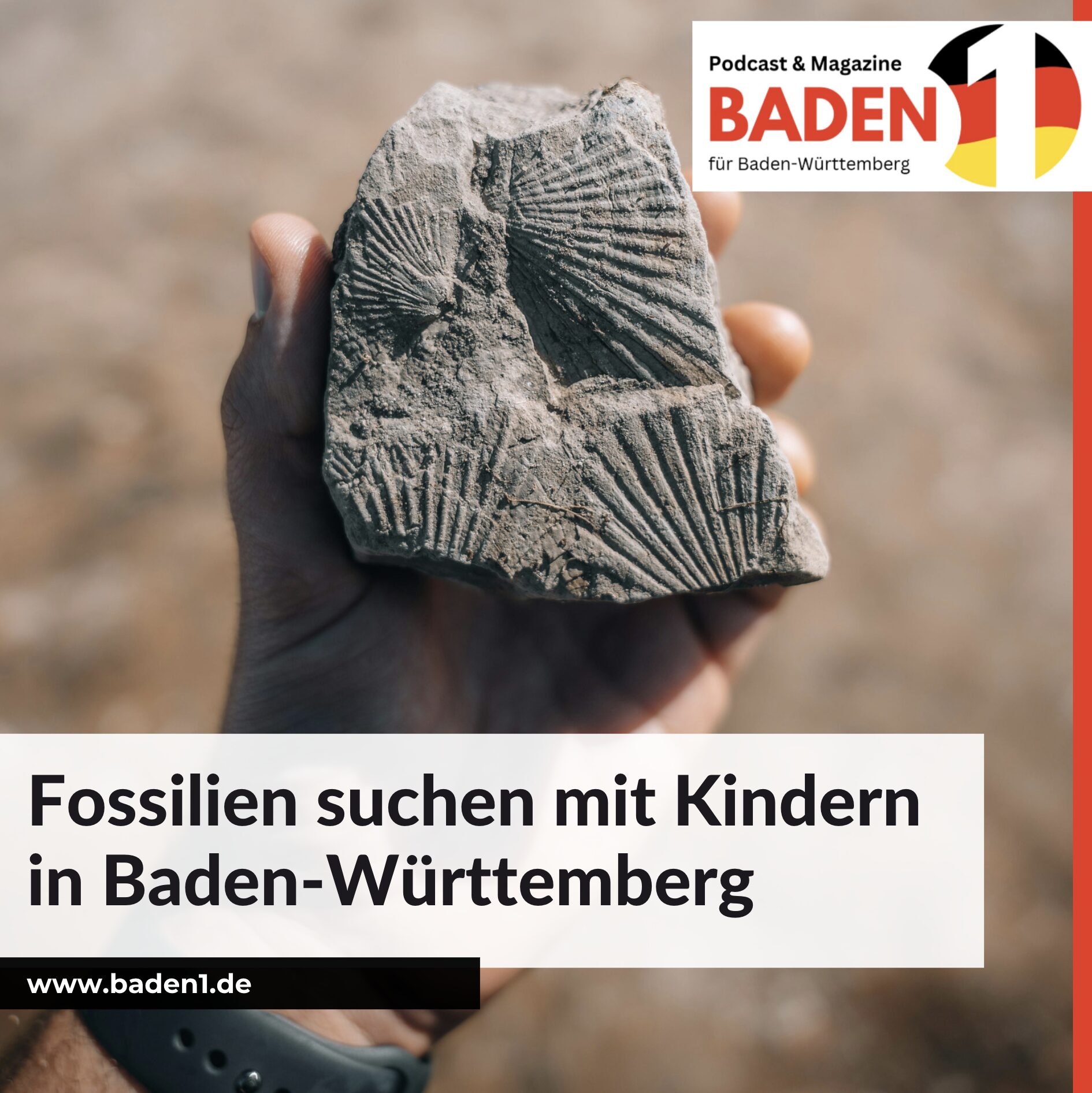 Fossilien suchen mit Kindern in Baden-Württemberg Fossilien suchen mit Kindern in Baden-Württemberg