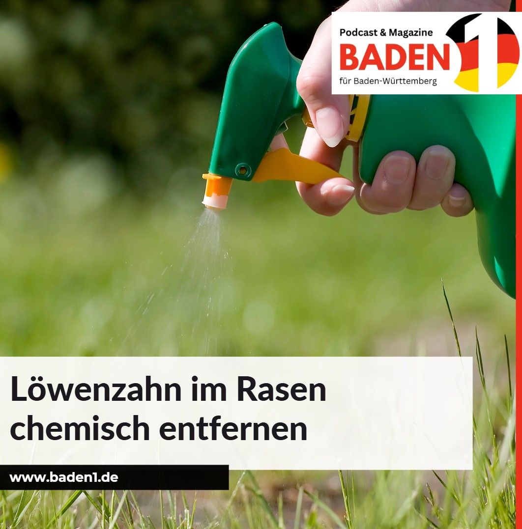 Löwenzahn im Rasen chemisch entfernen Wann ist es notwendig