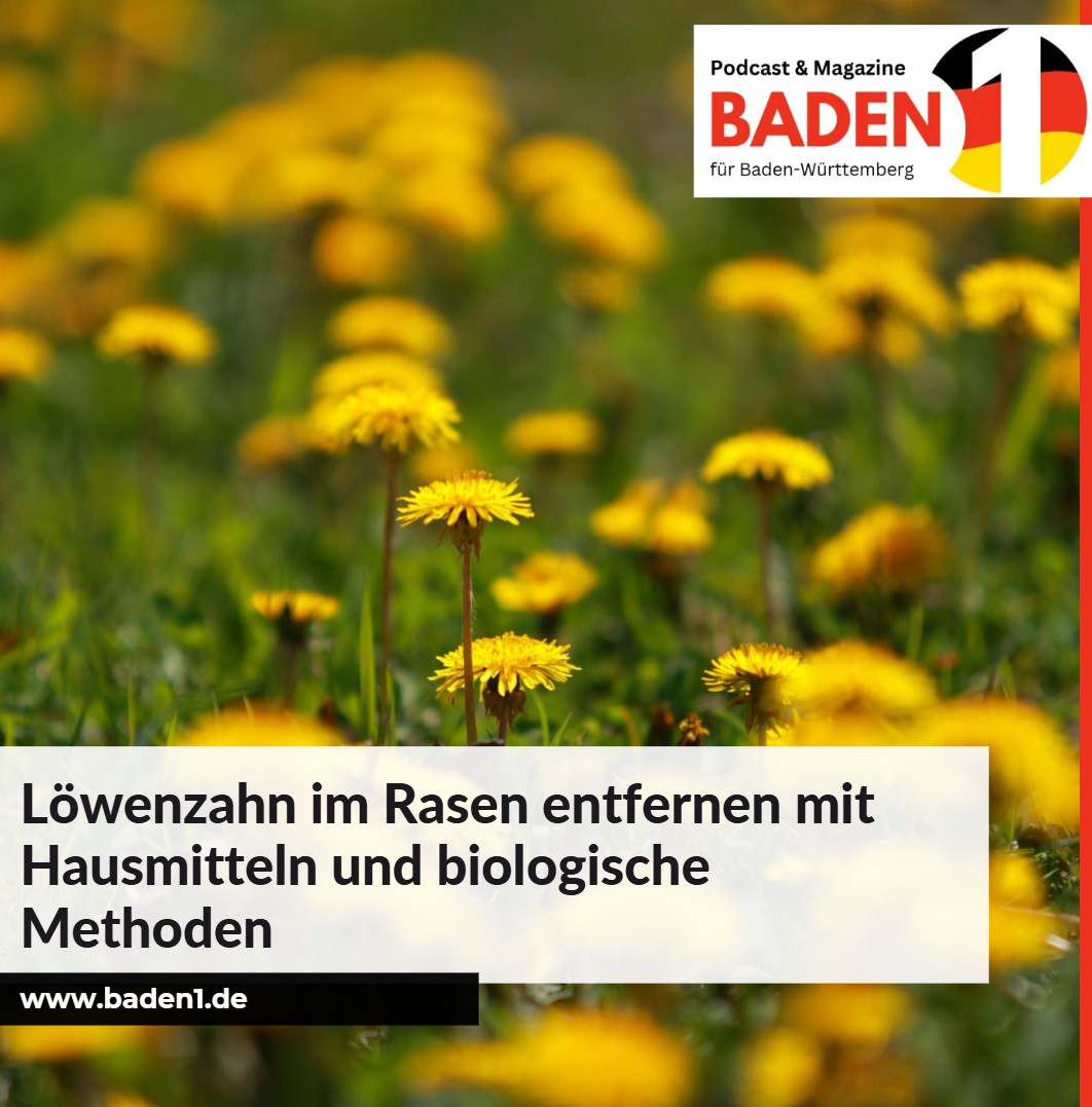 Löwenzahn im Rasen entfernen mit Hausmitteln und biologische Methoden