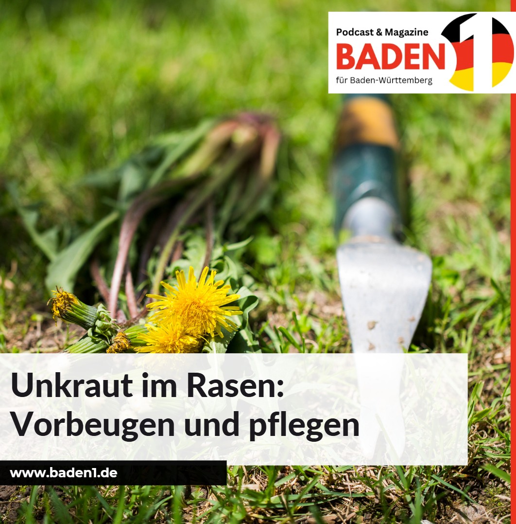 Unkraut im Rasen Vorbeugen und pflegen