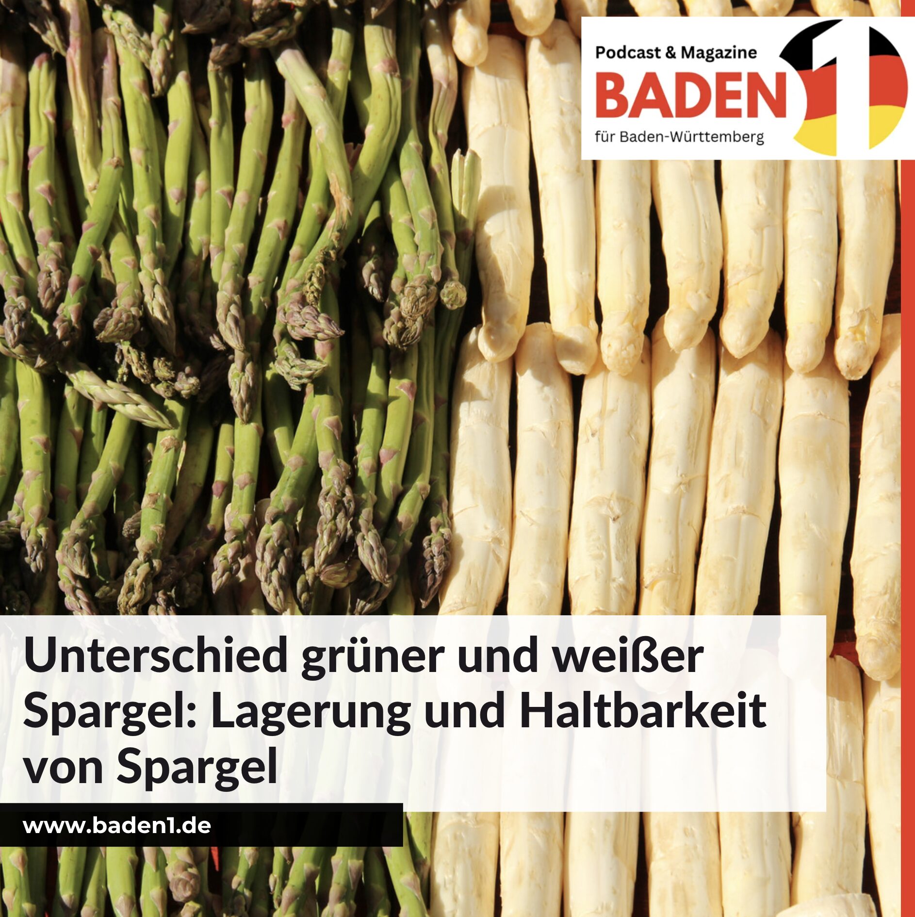 Unterschied grüner und weißer Spargel Lagerung Unterschied grüner und weißer Spargel Lagerung