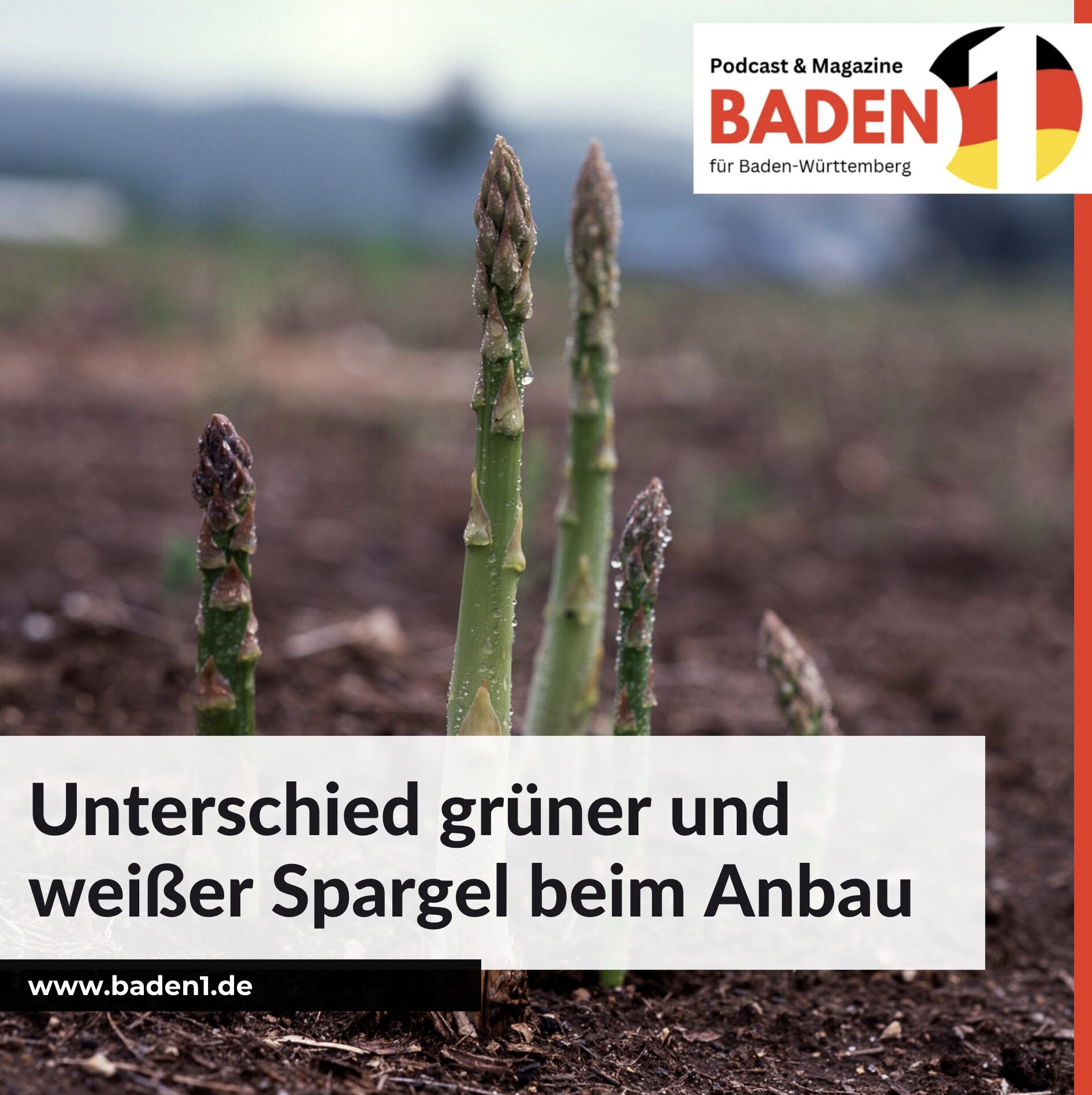 Unterschied grüner und weißer Spargel beim Anbau Unterschied grüner und weißer Spargel beim Anbau