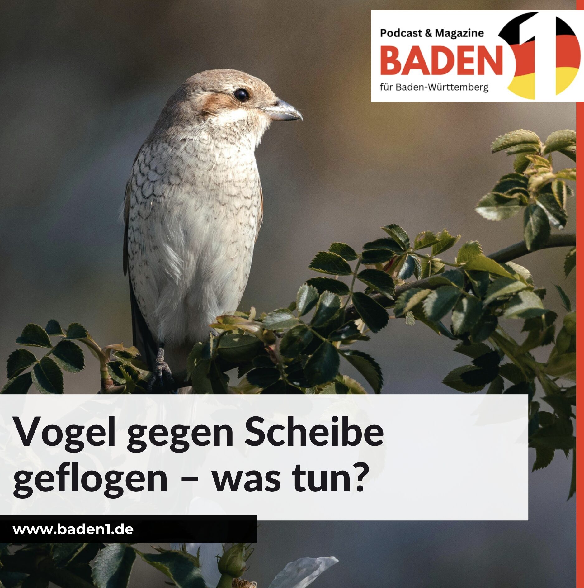Vogel gegen Scheibe geflogen – was tun? 