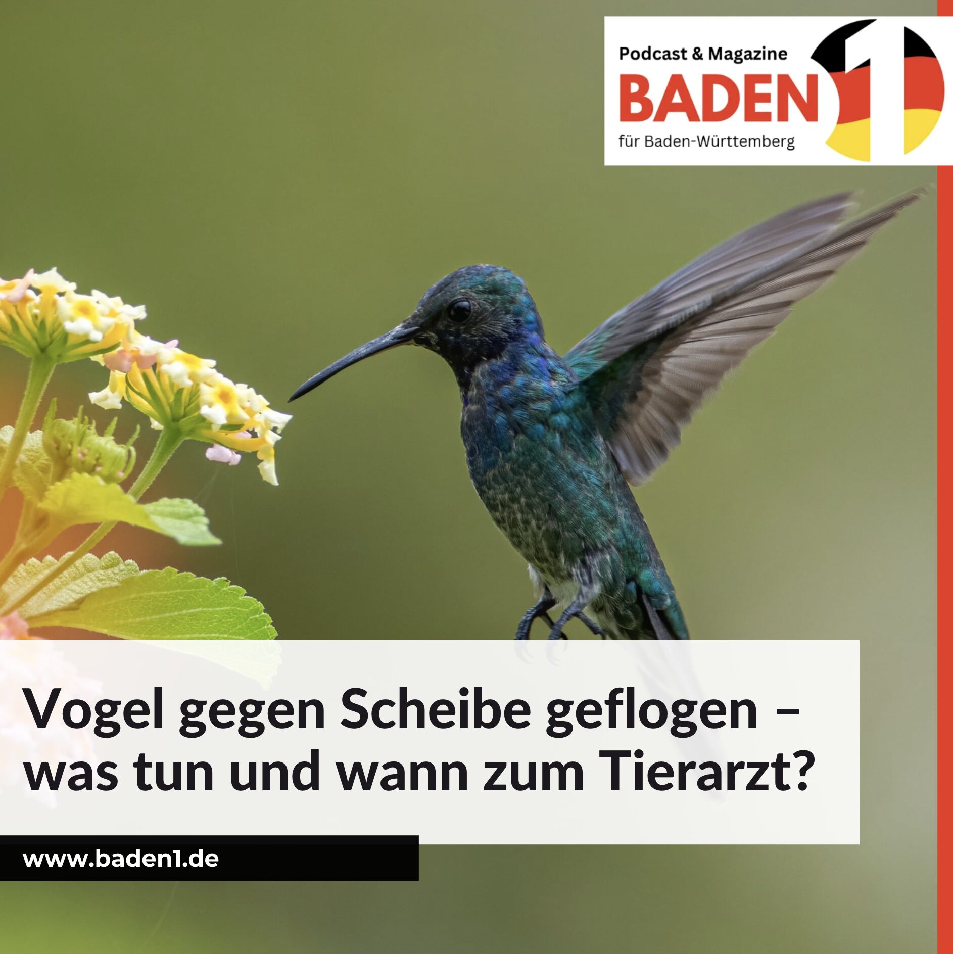 Vogel gegen Scheibe geflogen – was tun und wann zum Tierarzt?