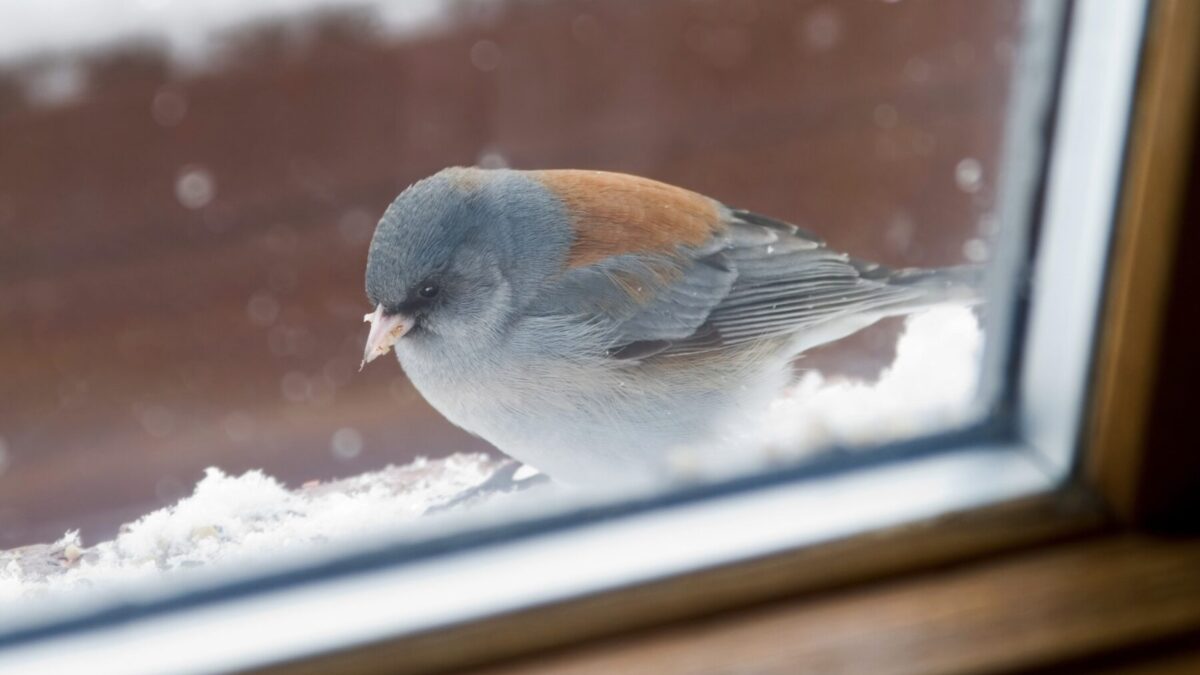Vogel gegen Scheibe geflogen - was tun