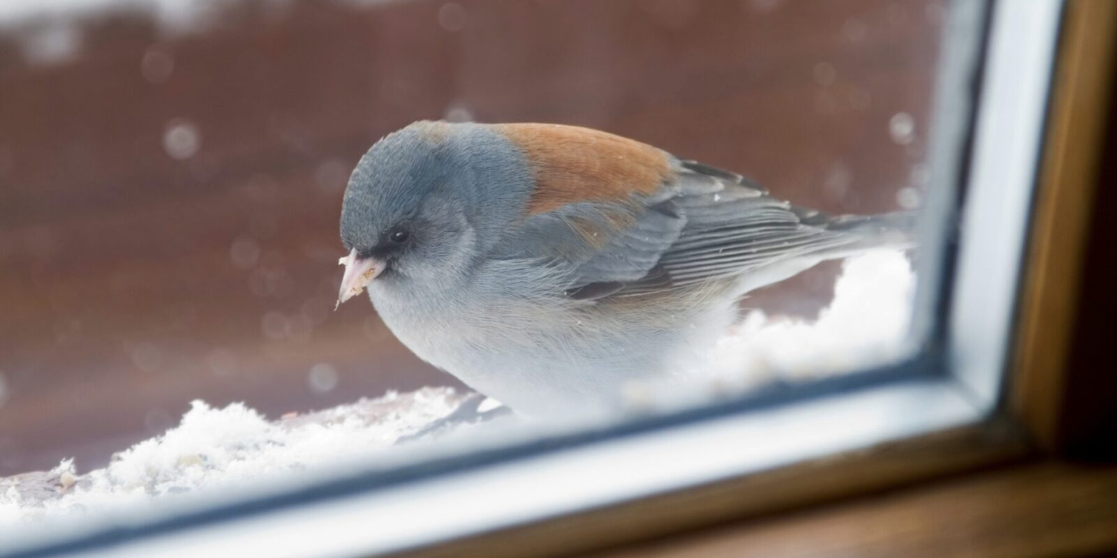 Vogel gegen Scheibe geflogen - was tun