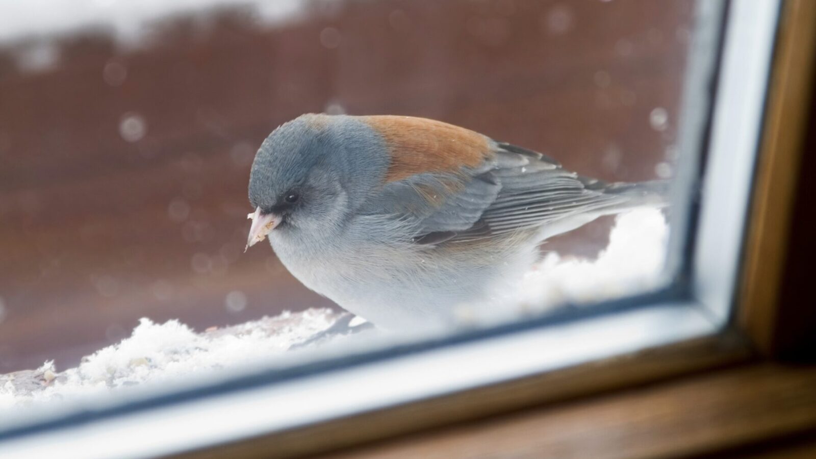 Vogel gegen Scheibe geflogen - was tun