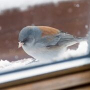 Vogel gegen Scheibe geflogen - was tun