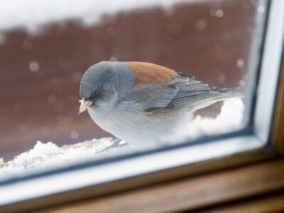 Vogel gegen Scheibe geflogen - was tun