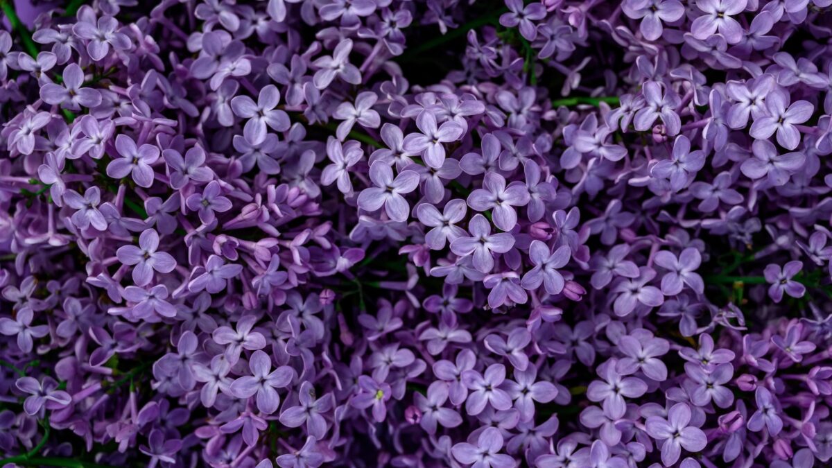 Sommerflieder zurückschneiden die drei häufigsten Fehler bei jedem zweiten Hobbygärtner