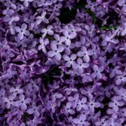 Sommerflieder zurückschneiden die drei häufigsten Fehler bei jedem zweiten Hobbygärtner