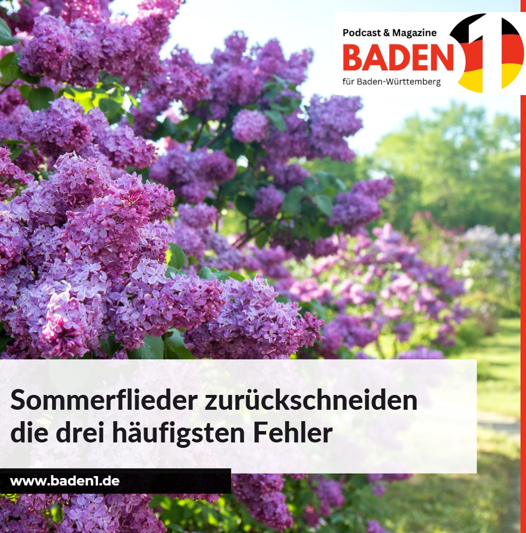 Sommerflieder zurückschneiden die drei häufigsten Fehler