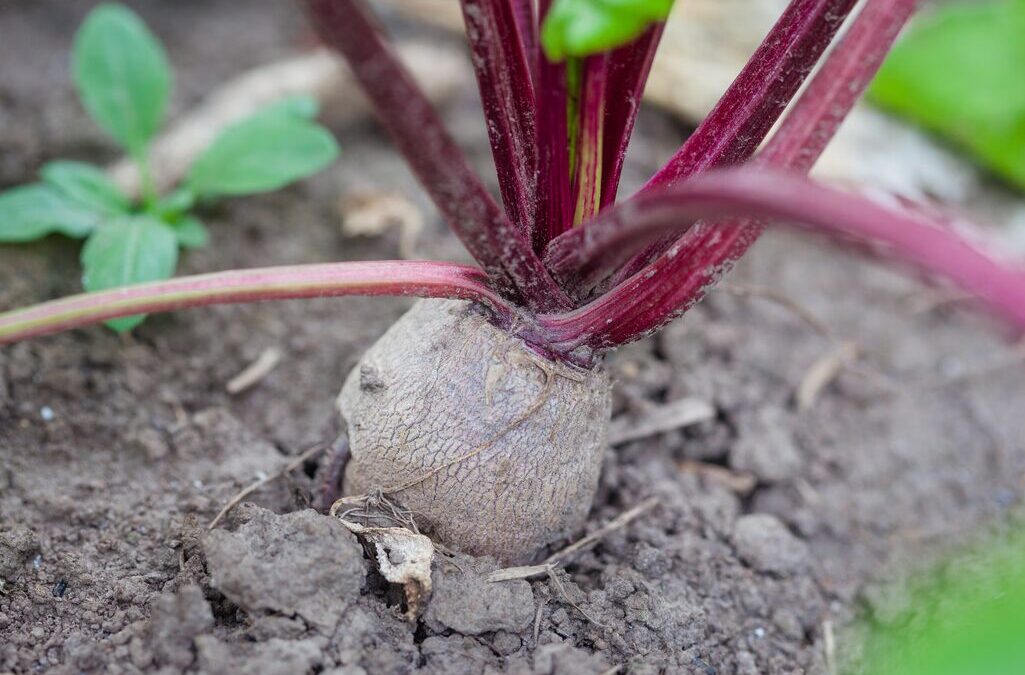 kann man rote beete roh essen