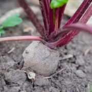 kann man rote beete roh essen